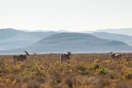 img-7090eland1.jpg