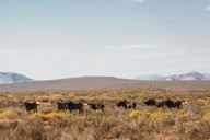 img-7093wildebeest2.jpg