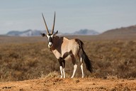 img-7101oryx3.jpg