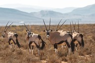 img-7108oryx5.jpg