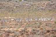 img-7116zebra2.jpg