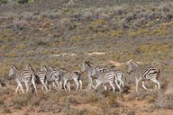img-7132zebra3.jpg
