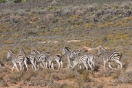 img-7132zebra3.jpg