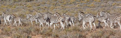 img-7133zebra4.jpg