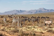 img-7141zebra5.jpg