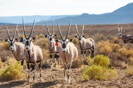 img-7172oryx11.jpg