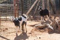 img-7181goats1.jpg