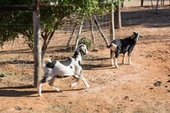 img-7186goats2.jpg