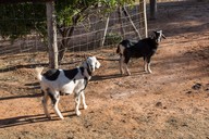 img-7221goats3.jpg