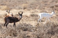 img-7244springbok.jpg