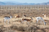 img-7252springbok1.jpg